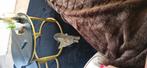 Kitten, Dieren en Toebehoren