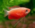 Dwerg Gourami Rood - Colisa Lalia Rood, Dieren en Toebehoren, Vis