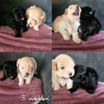 2 Boomer teefjes, Dieren en Toebehoren, Overige rassen, 8 tot 15 weken, Meerdere, Meerdere dieren
