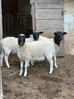 Dorper ooilammeren, Mannelijk, Schaap