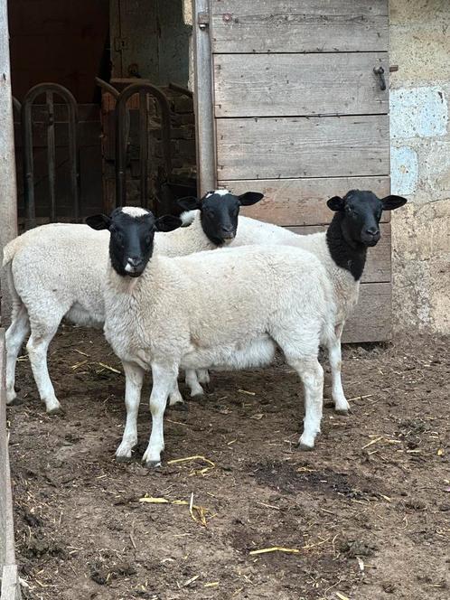 Dorper ooilammeren, Dieren en Toebehoren, Schapen, Geiten en Varkens, Schaap, Mannelijk