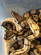Python Regius Koningspython, Dieren en Toebehoren, Slang, 11 jaar of ouder