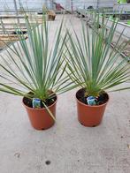 Yucca rostrata pot 20cm, Vaste plant, Ophalen of Verzenden, Overige soorten
