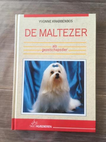 De Maltezer beschikbaar voor biedingen