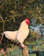 Ouder lief wit haantje (onvruchtbaar), Dieren en Toebehoren, Pluimvee, Mannelijk, Kip