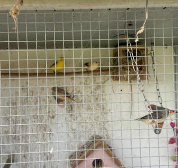 Mooie geel bonte kanarie's beschikbaar voor biedingen