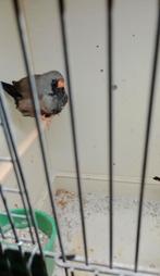 Charcoal Zebravink, Dieren en Toebehoren, Vogels | Overige Vogels, Vrouwelijk