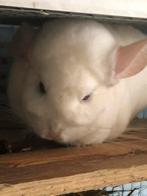 Hogekooi 1 Ebony white BDD + 1 Paste Ebony zusjes met kooi, Vrouwelijk, Chinchilla, Voor 1 juli 2024