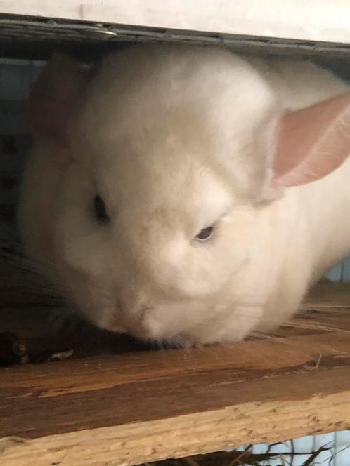 Hogekooi 1 Ebony white BDD + 1 Paste Ebony zusjes met kooi, Dieren en Toebehoren, Knaagdieren, Vrouwelijk, Chinchilla, Voor 1 juli 2024
