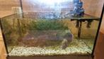 Aquarium, Ophalen, Gebruikt, Gevuld zoetwateraquarium