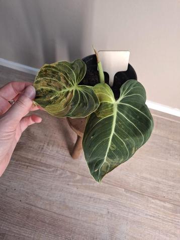 Philodendron Melanochrysum Variegata beschikbaar voor biedingen