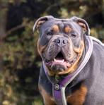 Blue tan old english bulldog dekreu, Dieren en Toebehoren, Nederland, Reu, 1 tot 2 jaar, Parvo