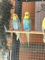Te koop koppel grasparkieten, Dieren en Toebehoren, Vogels | Parkieten en Papegaaien, Meerdere dieren, Parkiet