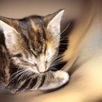 4  jonge kittens, Dieren en Toebehoren, Katten en Kittens | Overige Katten, Meerdere dieren