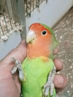 Prachtige tamme agapornis roseicollie rood masker man en pop, Dieren en Toebehoren, Meerdere dieren, Dwergpapegaai of Agapornis