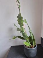 Epiphyllum chrysocardium en beavertail, Bloeiende kamerplant, Ophalen, Halfschaduw, 100 tot 150 cm