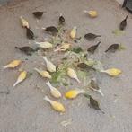 Kanaries, Dieren en Toebehoren, Vogels | Kanaries, Mannelijk, Kleurkanarie