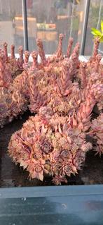 Sempervivum rotstplanten., Ophalen, Zomer, Overige soorten, Volle zon