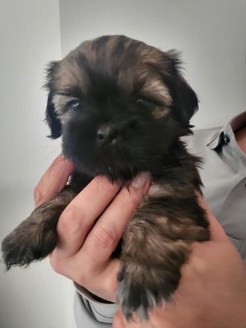 Boomer puppy ( shih tzu / maltezer), Dieren en Toebehoren, Honden | Chihuahua's en Gezelschapshonden, Reu, Overige rassen, Particulier