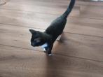 Jonge kitten, geb. 24 juli., Dieren en Toebehoren, Katten en Kittens | Overige Katten