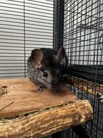 Chinchilla female, Dieren en Toebehoren, Knaagdieren, Chinchilla, Augustus, Vrouwelijk, Tam