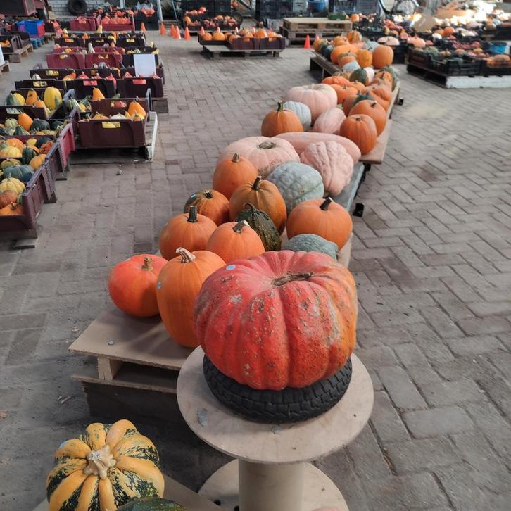 EETBARE  EN SIER POMPOENEN, Tuin en Terras, Overige Tuin en Terras, Nieuw, Ophalen of Verzenden