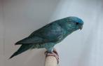 3 Catharina parkieten  50 euro !!, Meerdere dieren, Parkiet, Geringd