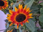 Zonnebloem zaden, Tuin en Terras, Bloembollen en Zaden, Ophalen of Verzenden, Volle zon