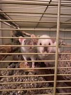 3 tamme ratten te koop (vrouwtjes) in Den Bosch, Dieren en Toebehoren, Knaagdieren, Vrouwelijk, Tam, Rat