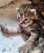 Prachtige kittens, poesje, katertje, tijger, cypers, Dieren en Toebehoren, Katten en Kittens | Overige Katten, Meerdere dieren