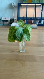 Maranta stekjes (light veins, silverband, kerch. Variegata), Ophalen of Verzenden, Overige soorten, Minder dan 100 cm