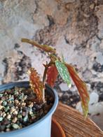 begonia maculata, Huis en Inrichting, Ophalen, Overige soorten, Minder dan 100 cm