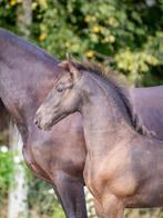 Stoer Fries hengstveulen Elias 494 x Beart 411, Dieren en Toebehoren, Paarden, Minder dan 160 cm, Niet van toepassing, Dressuurpaard