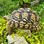 Stigmochelys pardalis ~ Leopard Tortoise ~ Panterschildpad, Schildpad, 3 tot 6 jaar