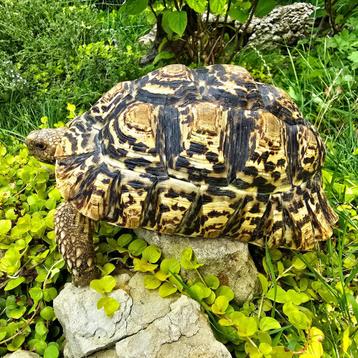 Stigmochelys pardalis ~ Leopard Tortoise ~ Panterschildpad beschikbaar voor biedingen