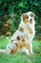 Australian Shepherd pups verwacht, Dieren en Toebehoren, Honden | Herdershonden en Veedrijvers, Fokker | Hobbymatig, Rabiës (hondsdolheid)