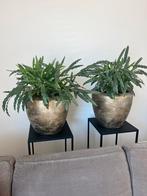 Kamerplanten in gouden potten - Set van 2, Ophalen, Overige soorten, Halfschaduw, In pot