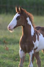 2 jarige American paint horse hengst, bijna ruin, Dieren en Toebehoren, Paarden, Minder dan 160 cm, Gechipt, 0 tot 2 jaar, Hengst