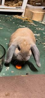 Minilop/ nederlandse dwerghangoor voedster, Dieren en Toebehoren, Vrouwelijk, Dwerg, Hangoor, 0 tot 2 jaar