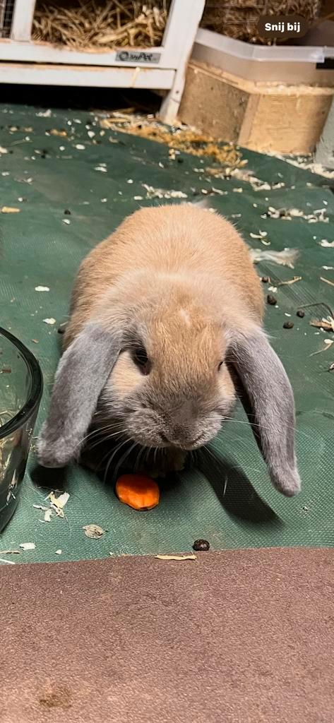 Minilop/ nederlandse dwerghangoor voedster, Dieren en Toebehoren, Konijnen, Dwerg, Vrouwelijk, 0 tot 2 jaar, Hangoor