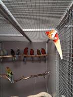 Mooi koppel rosella's rubino x wildkleur, Dieren en Toebehoren, Vogels | Kanaries, Meerdere dieren, Kleurkanarie