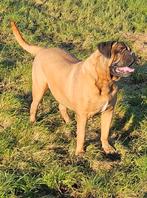 GEZOCHT: Bordeauxdog X Bullmastiff pup, Dieren en Toebehoren, Honden | Niet-rashonden, CDV (hondenziekte), 8 tot 15 weken, Geslacht onbekend