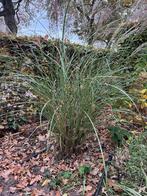 Gracilimus sinesis miscantus 2x, Tuin en Terras, Planten | Tuinplanten, Ophalen, Volle zon, Vaste plant, Siergrassen