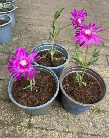 🌸 Delospermum vetplant roze bloemen delosperma rotstuin beschikbaar voor biedingen
