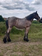 Trekpaard merries te koop, Dieren en Toebehoren, Paarden, Merrie, 0 tot 2 jaar