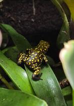 Oophaga Histrionica Redhead, Dieren en Toebehoren, Reptielen en Amfibieën, 0 tot 2 jaar