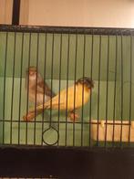 Gloster te koop, Dieren en Toebehoren, Meerdere dieren, Postuurkanarie