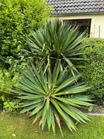 Zeer grote yucca plant palmlelie, Tuin en Terras, Planten | Tuinplanten, Ophalen, Zomer, Overige soorten, Volle zon