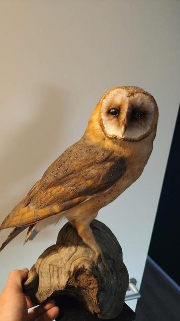 Opgezette Kerkuil (Tyto alba), incl. Herkomst Taxidermie. beschikbaar voor biedingen