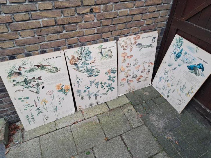 Oude schoolplaten - Natuur en Biologie, Antiek en Kunst, Antiek | Schoolplaten, Natuur en Biologie, Ophalen